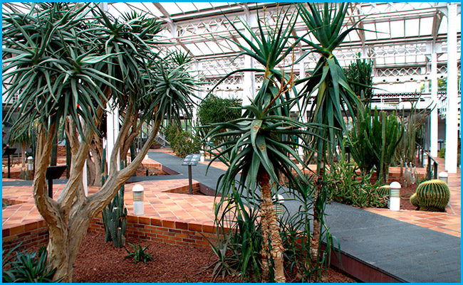 The Greenhouse of Arganzuela